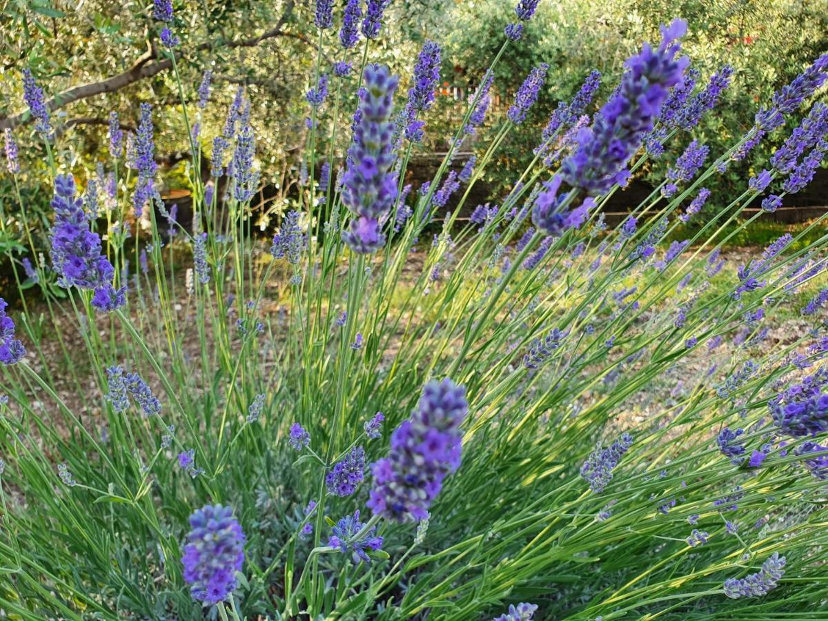 Apartment Lovor & Lavanda *